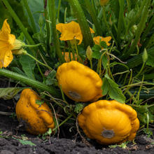 Sunny Delight Squash