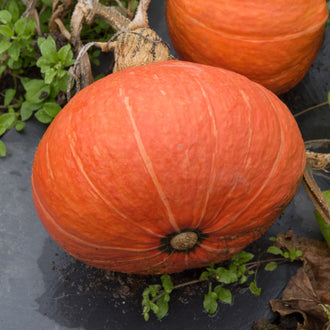 Photo de Courge 'Sunshine' F1. Chaque plant produit 3 à 4 fruits sur une vigne compacte, parfaite pour les potagers de toutes tailles. Prévoyez une surface suffisante au potager pour que le feuillage puisse s'étendre sans étouffer les cultures voisines. La couleur caractéristique est : orange éclatant. Les fruits présentent cette forme : ronde aplatie.