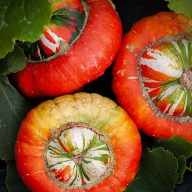 Organic 'Turk's Turban' Squash