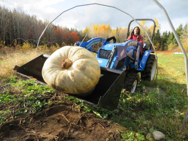 Courge ‘Atlantic Giant’ (<em>Cucurbita maxima</em>)