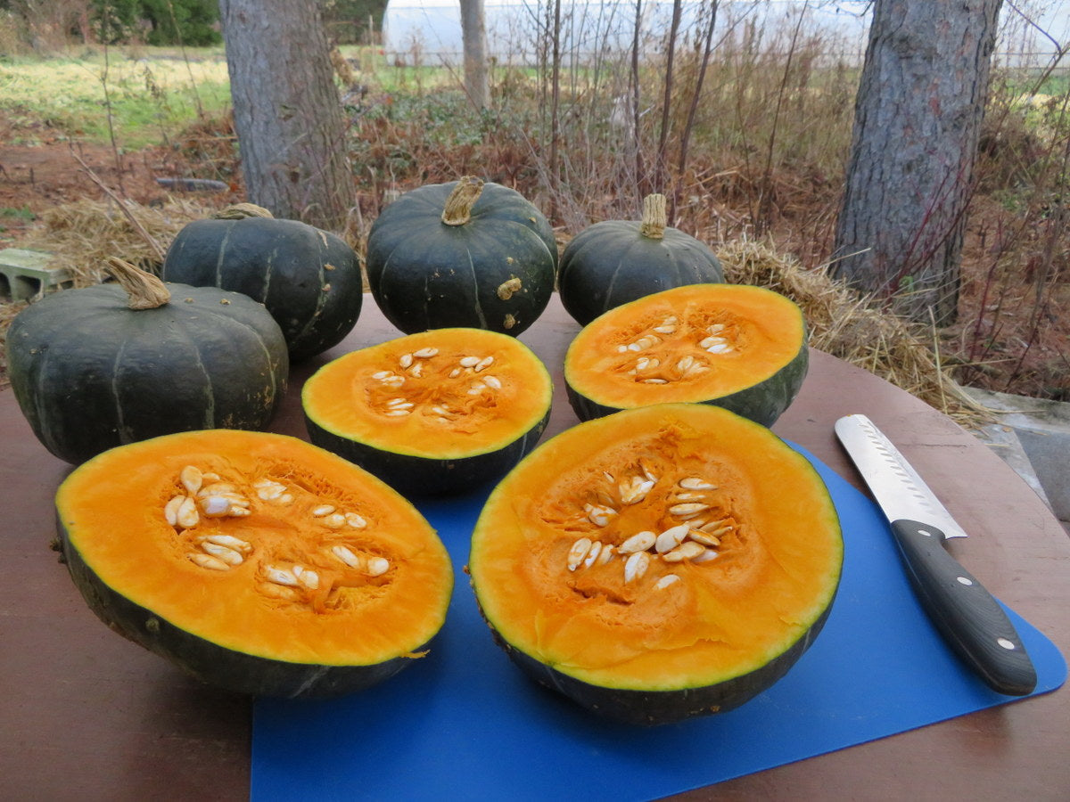 Courge ‘Burgess Buttercup’ (<em>Cucurbita maxima</em>)