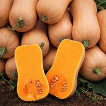 Butternut Quantum Squash