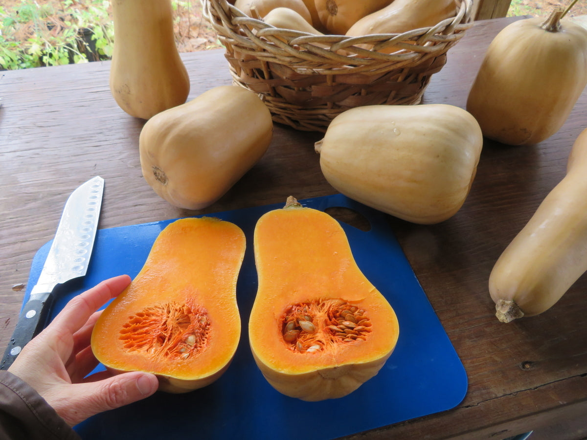 Courge ‘Butterpaq’ (<em>Cucurbita moschata</em>)