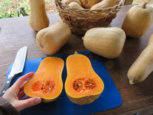 Courge ‘Butterpaq’ (<em>Cucurbita moschata</em>)