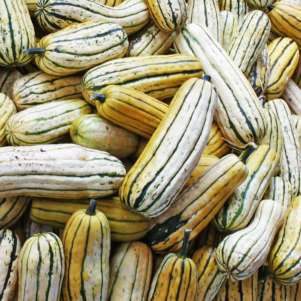Courge Delicata. Courges allongées crème avec des rayures vertes. Le cadrage permet de voir les formes, les couleurs et les détails du sujet représenté. Les contours se détachent du fond de l’image, avec des différences de teinte et de texture visibles sur les surfaces. Cette vue accompagne la présentation du produit dans la boutique.
