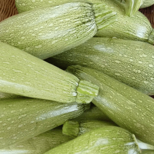 Courge 'Genovese' bio