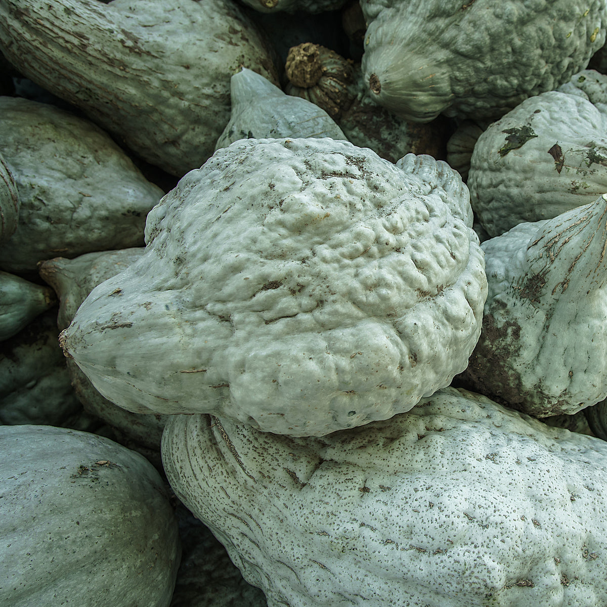 Photo de Courge 'Heavenly Hubbard' F1. Les fruits, dotés d'une écorce rugueuse vert gris, sont robustes et bien charnus, idéaux pour la conservation et la cuisine. La couleur caractéristique est : vert gris. Les fruits présentent cette forme : écorce rugueuse. Le visuel permet d'observer les contours, les teintes et la disposition des éléments présentés.