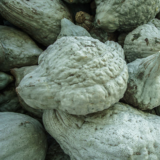 Photo de Courge 'Heavenly Hubbard' F1. Les fruits, dotés d'une écorce rugueuse vert gris, sont robustes et bien charnus, idéaux pour la conservation et la cuisine. La couleur caractéristique est : vert gris. Les fruits présentent cette forme : écorce rugueuse. Le visuel permet d'observer les contours, les teintes et la disposition des éléments présentés.