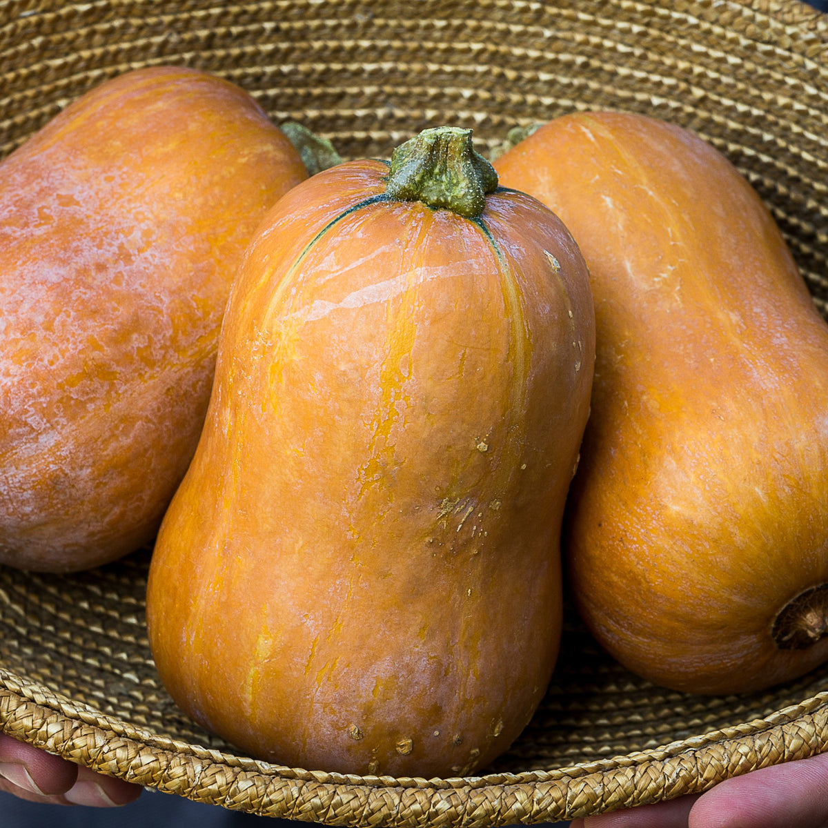 Photo de Courge 'Honeynut'. La couleur caractéristique est : beige foncé. Les fruits présentent cette forme : poire. Le visuel permet d'observer les contours, les teintes et la disposition des éléments présentés. Les détails de forme et les contrastes donnent un aperçu de l'apparence de cette plante ou de sa récolte.