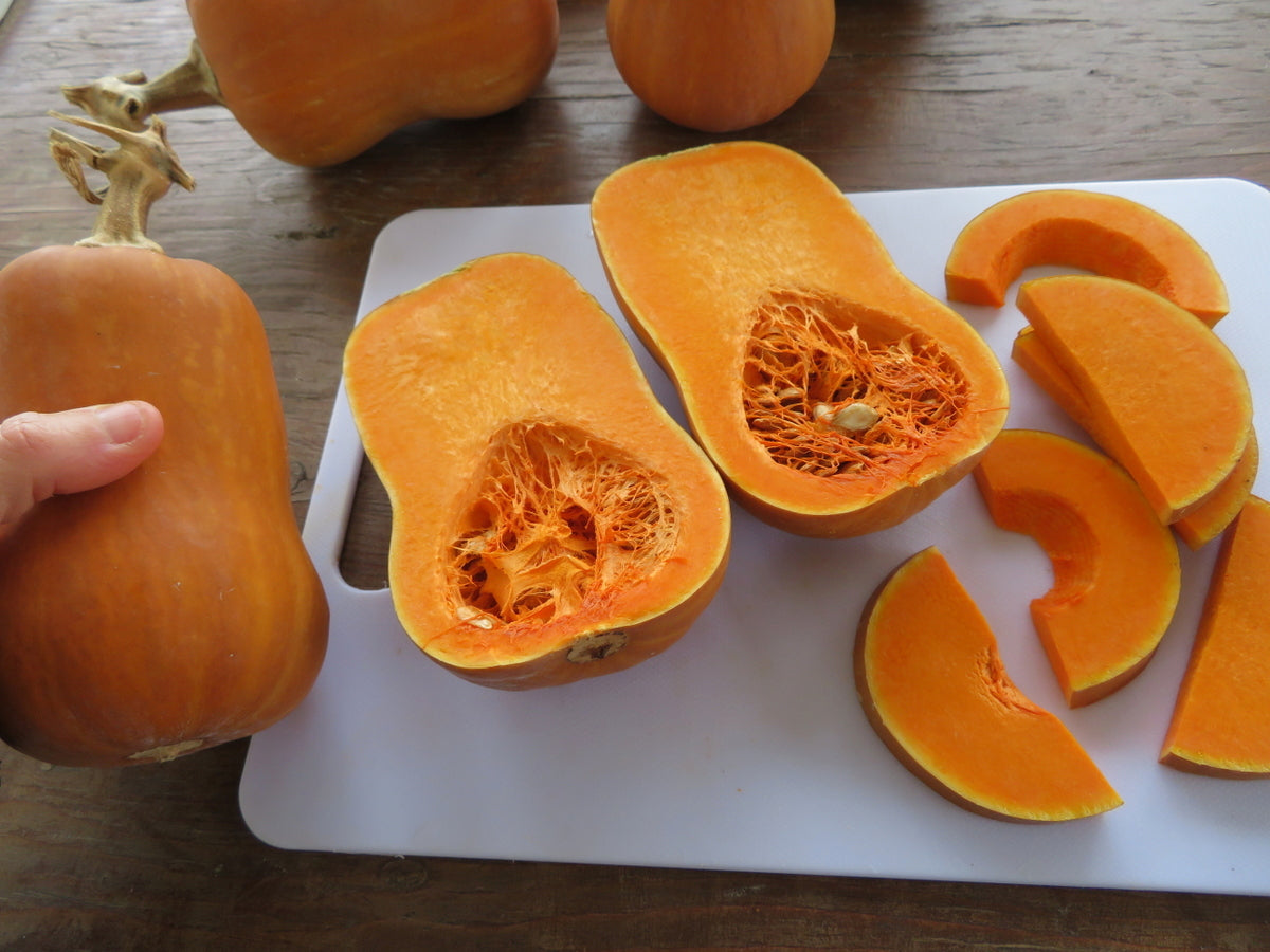 Courge 'Honeynut'