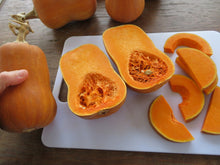 Courge 'Honeynut'