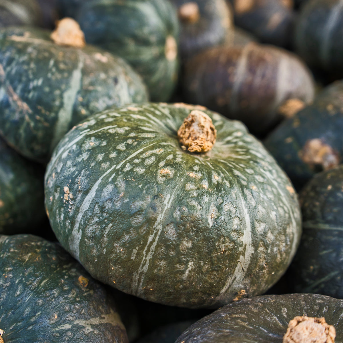 Photo de Courge 'Kabocha Sweet Mama' F1. Prévoyez une surface suffisante au potager pour que le feuillage puisse s'étendre sans étouffer les cultures voisines. La couleur caractéristique est : vert foncé. Les fruits présentent cette forme : ronde aplatie. Le visuel permet d'observer les contours, les teintes et la disposition des éléments présentés.