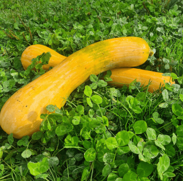 Organic 'Longue de Nice' squash