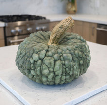 Squash 'Marina di Chioggia'