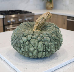 Squash 'Marina di Chioggia'