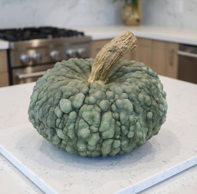 Courge 'Marina di Chioggia'