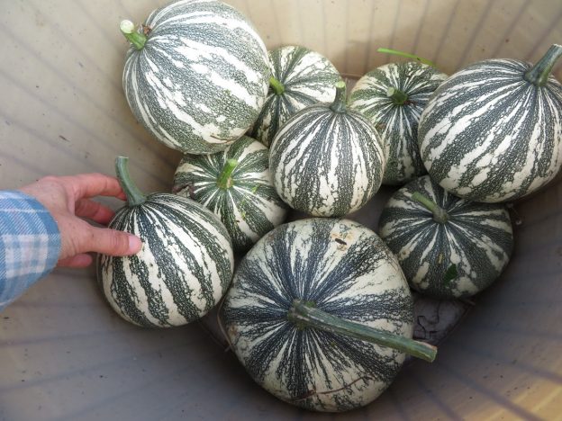 Courge ‘Mexican Wild Green’ (<em>Cucurbita argyrosperma</em>)