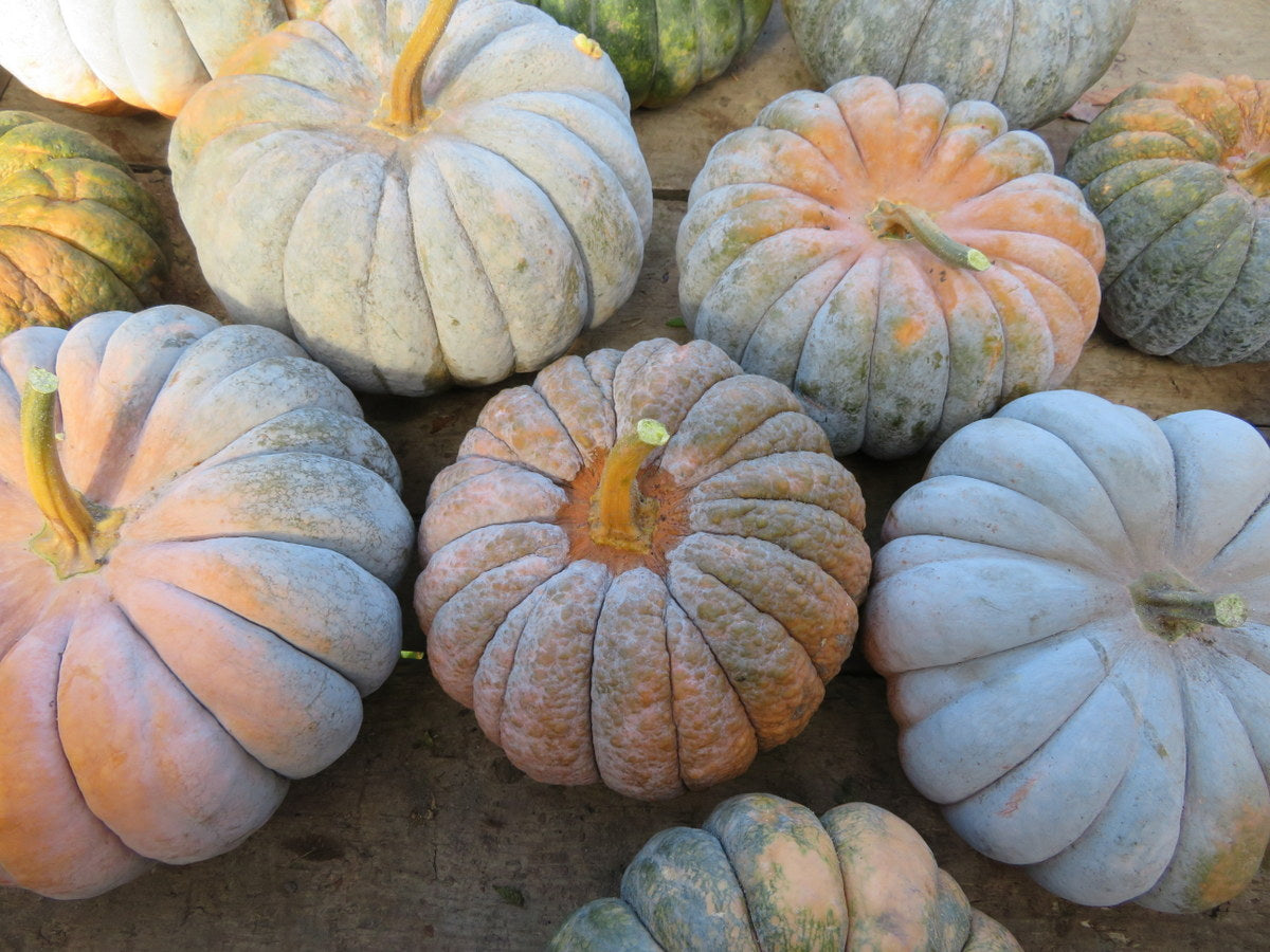 Courge ‘Mini musquée de Provence’ (<em>Cucurbita moschata</em>)