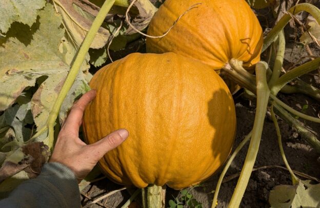 Courge ‘Miranda’ (<em>Cucurbita pepo</em>)