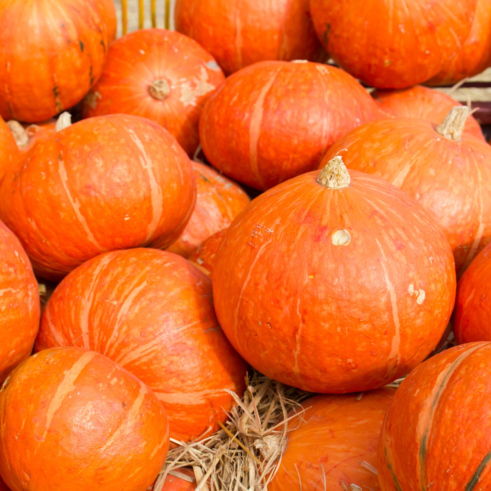 Orange Summer F1 Squash (<em>Cucurbita maxima</em>)