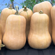 Organic 'Ponca Baby' butternut squash
