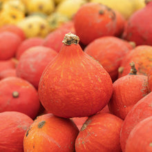 Organic 'Red Kuri' Squash