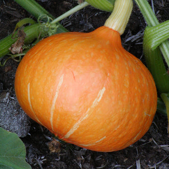 Courge Red Kuri. Courge Red Kuri orange posée parmi des feuilles. Le cadrage permet de voir les formes, les couleurs et les détails du sujet représenté. Les contours se détachent du fond de l’image, avec des différences de teinte et de texture visibles sur les surfaces. Cette vue accompagne la présentation du produit dans la boutique.