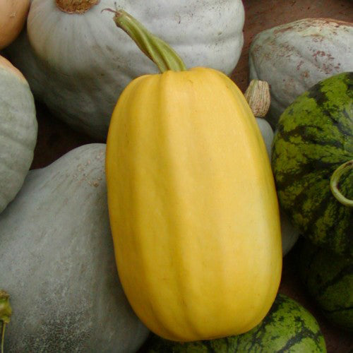 Organic 'Spaghetti' Squash