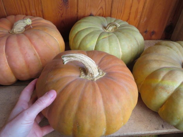 'Strawberry Crown' Squash