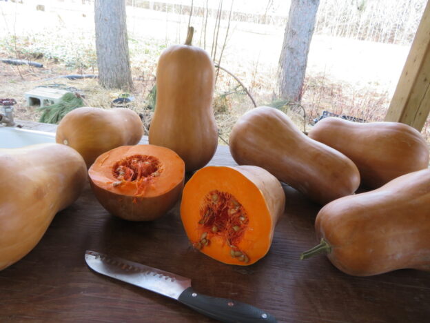 Courge ‘Sucrine du Berry’ (<em>Cucurbita moschata</em>)
