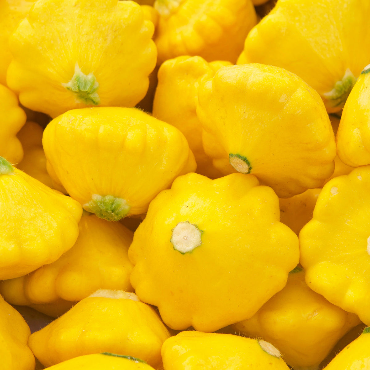 Photo de Pâtisson 'Sunny Delight' F1. Pâtisson 'Sunny Delight' F1 (Cucurbita pepo) est une courge d'été hybride très hâtive qui produit en abondance des fruits jaune vif, ronds, aplatis et festonnés. La couleur caractéristique est : jaune vif. Les fruits présentent cette forme : ronde, plat. Le visuel permet d'observer les contours, les teintes et la disposition des éléments présentés.