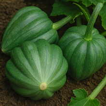 Organic 'Table Queen' Squash