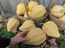 Courge ‘Thelma Sanders’ (<em>Cucurbita pepo</em>)