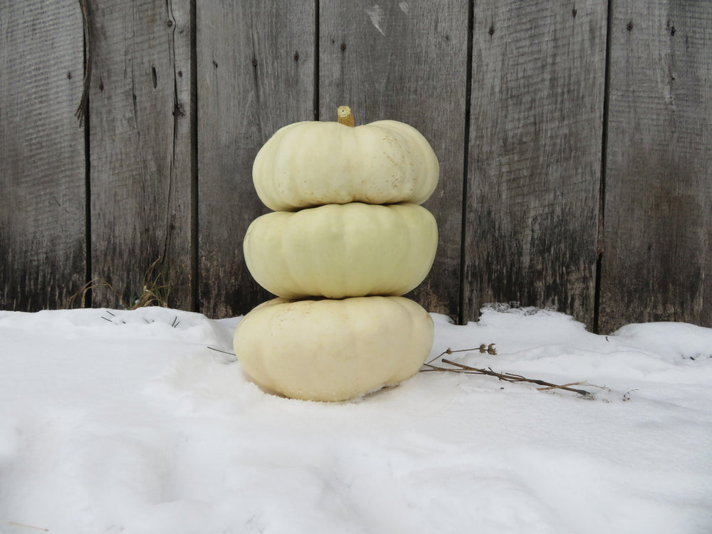 'White Flat Boer Ford' squash