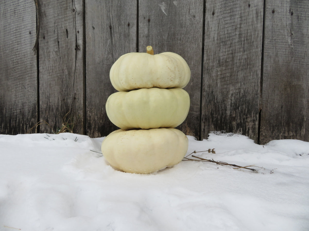 'White Flat Boer Ford' squash
