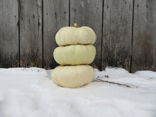 'White Flat Boer Ford' squash