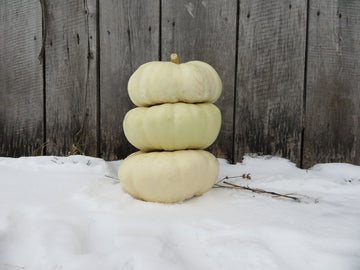Courge 'White Flat Boer Ford'