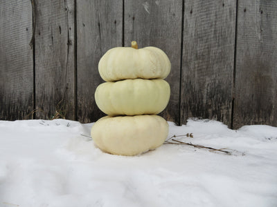 Courge 'White Flat Boer Ford'