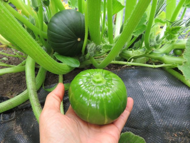 Courge 'Zapallito del Tronco'