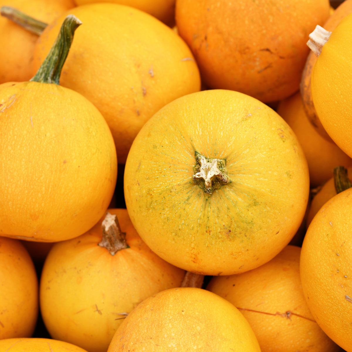 Photographie de Courge (Cucurbita pepo ‘Spaghetti Orange Mini’), sélection proposée en semences W.H. Perron. Le visuel présente l’apparence de la plante ou de sa récolte et permet d’en observer les formes et les couleurs. Cette vue illustre les caractéristiques visibles de la sélection, dans une présentation destinée à accompagner son identification et à montrer son intérêt au jardin.