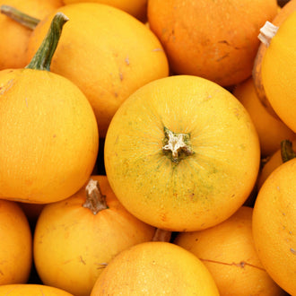 Photographie de Courge (Cucurbita pepo ‘Spaghetti Orange Mini’), sélection proposée en semences W.H. Perron. Le visuel présente l’apparence de la plante ou de sa récolte et permet d’en observer les formes et les couleurs. Cette vue illustre les caractéristiques visibles de la sélection, dans une présentation destinée à accompagner son identification et à montrer son intérêt au jardin.