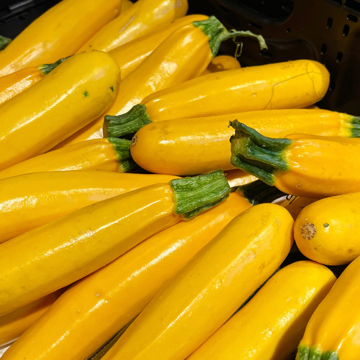 Photographie de Zucchini jaune (Cucurbita pepo), sélection proposée en semences W.H. Perron. Le visuel présente l’apparence de la plante ou de sa récolte et permet d’en observer les formes et les couleurs. Cette vue illustre les caractéristiques visibles de la sélection, dans une présentation destinée à accompagner son identification et à montrer son intérêt au jardin.