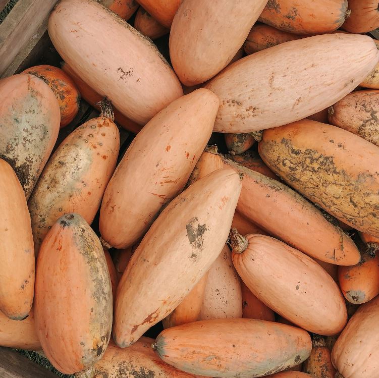Organic 'Pink Banana Jumbo' Winter Banana Squash