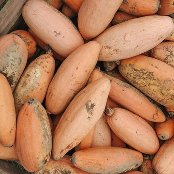 Courge banana d'hiver 'Pink Banana Jumbo' bio