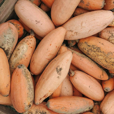 Courge banana d'hiver 'Pink Banana Jumbo' bio