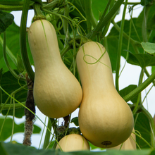 Butternut Squash