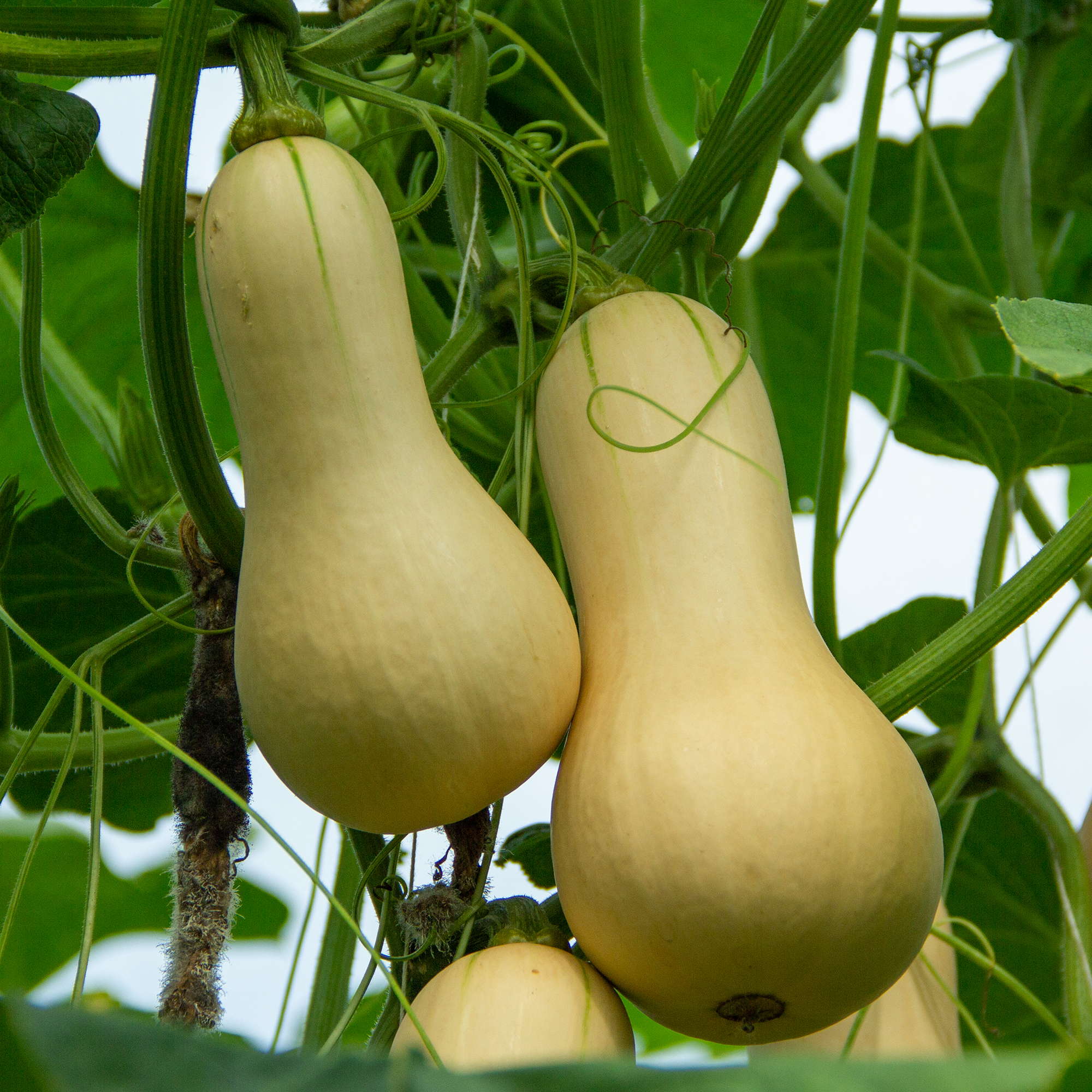 Butternut Squash