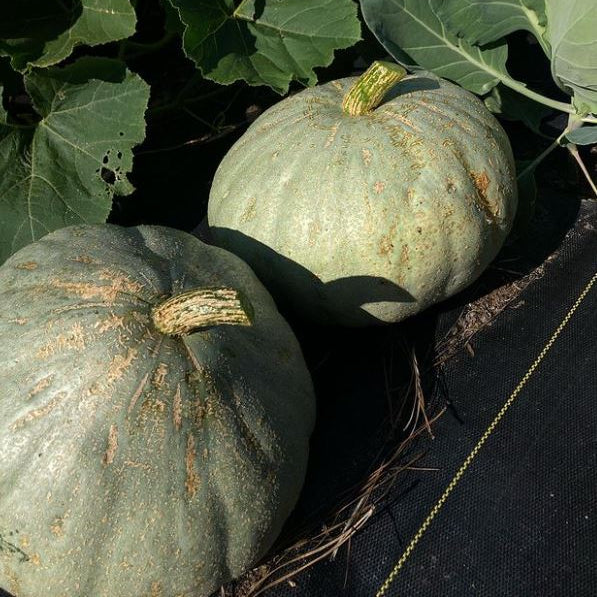 Organic 'Sweet Meat Winter Squash' Pumpkin