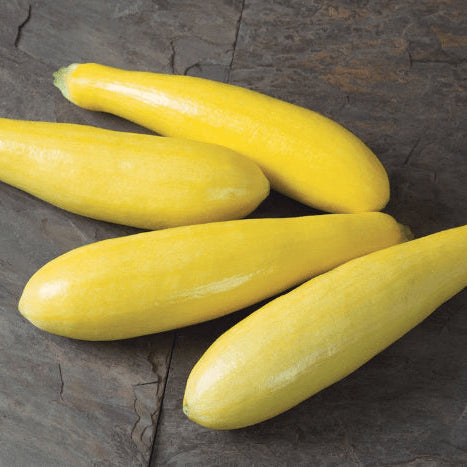 Organic 'Success PM Straight Neck' Squash