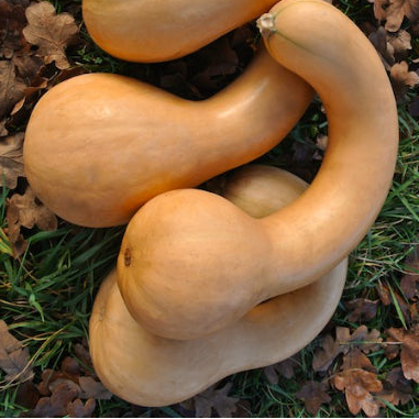 Organic 'Canada Crookneck' Squash